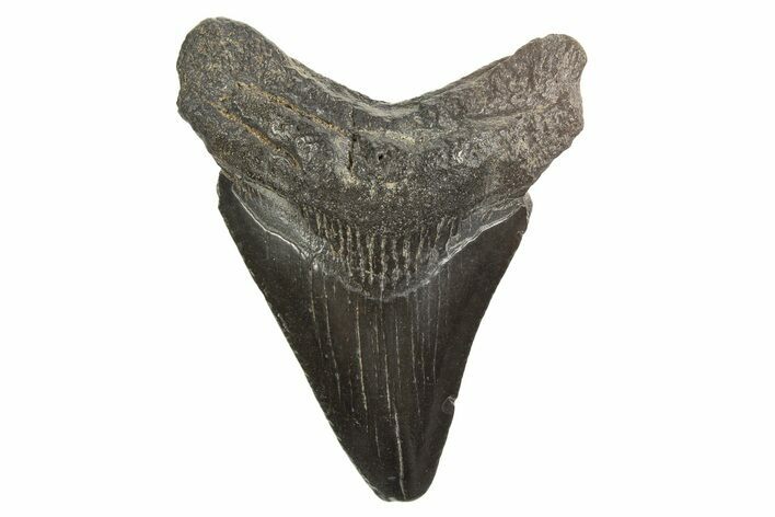 Juvenile Megalodon Tooth - South Carolina #340612